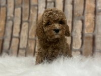 Şecereli aşılı poodle yavru köpekler