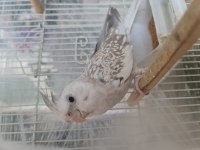 Sultan papağanı 14 aylık