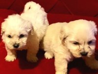 Maltipoo Yavrularımız Uygundur