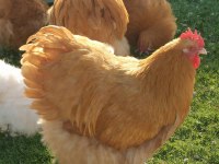 Buff Orpington cinsi tavuk kuluçkalık yumurta ve civciv