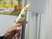 El besleme eğitimli sultan papağanı yeni yeme düşmüş