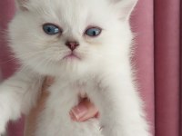 Teslime hazır erkek british shorthair yavrularımız
