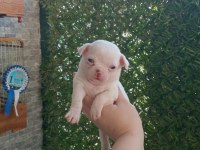 Chihuahua Yavrular Minyatür Irk Garantili