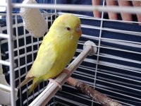 Albino muhabbet kuşu