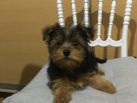 Yorkshire terrier köpeği yavrumuz
