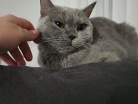 2,5 Yaşında British Shorthair Kedimize yuva arıyoruz