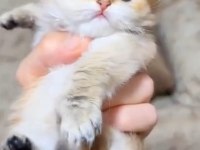Muhteşem Golden British Longhair Yavrularımız