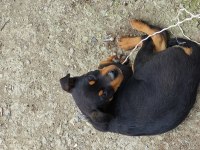 Erkek 2.5 aylık rottweiler
