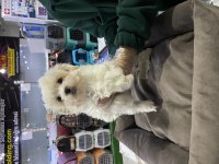 SAFKAN MALTİPOO YAVRULARIMIZ VONALP GARANTİSİYLE