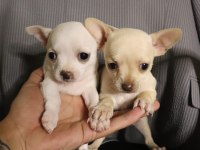 Chihuahua Bebekler Yeni Yuvalarını Arıyorlar