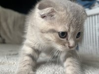 Yavru Scottish Fold