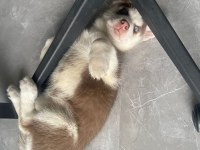 2 aylık Husk (sibirya kurdu)