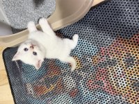 SÜT BEYAZ PAŞA KEDİM HAZIR