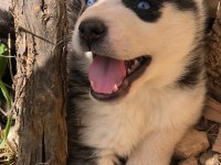Sibirya kurdu Husky