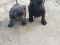 Irkının en iyisi cane corso yavrular kapıda ödeme mevcut