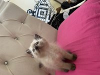SİYAM KEDİSİ EĞİTİMLERİ TAM YAVRULAR
