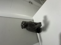 Scottish fold ve british shorthair