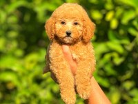 Irk ve Sağlık Garantili Orjinal Poodle Köpeği Yavruları