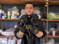 Burkemden korumacı sadık dost alman çoban köpeği yavrular