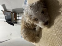Acil sıcak yuva köpeğimize