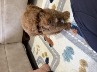Toy poodle köpeklerimiz