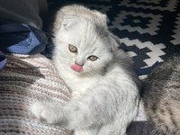 Scottish fold yavru