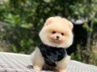 Sevimli Pomeranian Yavru Köpekler