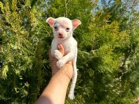 Şivava (chihuahua)