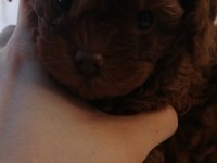 Kore poodle köpeği