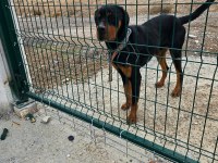 1.5 yaşında erkek rottweiler