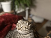 Scottish fold minnoşa yuva