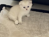 3 yavru 2 aylık kedimiz