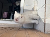 2,5 aylık british longhair