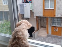 7 aylık maltipoo