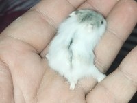 DWARF RENK GÜZELLERİ HAMSTER