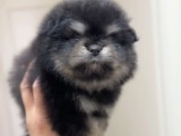 AYI SURAT POMERANİAN BOO SON ERKEK YAVRUMUZ
