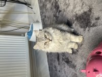 3 Aylık British Longhair Yavrular