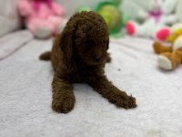 Yavru Poodle