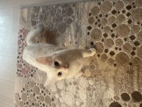Dişi kedime çiftleşmesi için erkek kedi arıyorum