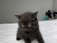 Tatlış britishler shorthair
