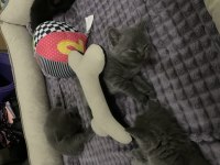 35 günlük safkan british shorthair