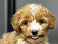 Karamel Maltipoo Teacup