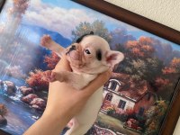 Safkan French Bulldog Yavrum 45 Günlük