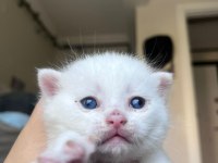 British Shorthair Yavrularıma Yuva Arıyorum