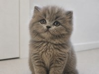 British longhair peluş oyuncak bebeğim
