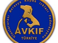 Yorkshire terrier yavrularımız a yuva arıyoruz