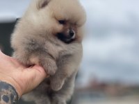 Ankaranın en gözde pomeranian yavruları