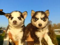 Husky (Sibirya Kurdu) yavrularımız