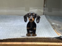 Sosis Irkı Dachshund Yavrularımız Çiftlikten Sizlerle