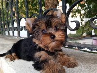 Yorkshire terrier yavrular
